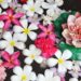 高嶺の花7話｜レースワンピースのブランド・値段は？通販在庫あり？